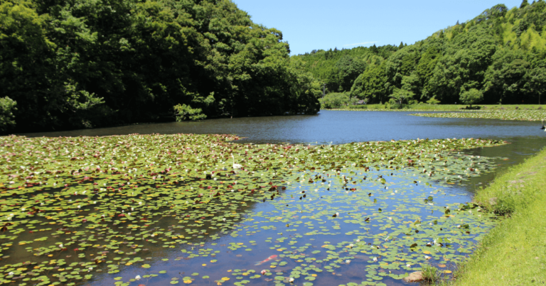 雨の慕情 / 八代亜紀